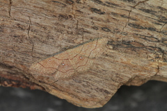Cyclophora coecaria