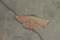 Cyclophora coecaria