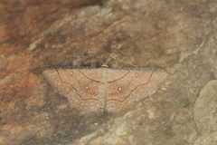 Cyclophora coecaria