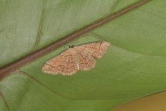 Cyclophora coecaria