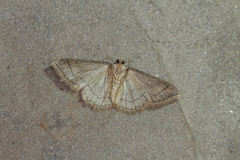 Cyclophora coecaria