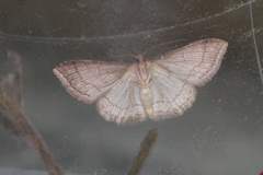Cyclophora coecaria