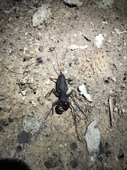 Mastigoproctus giganteus