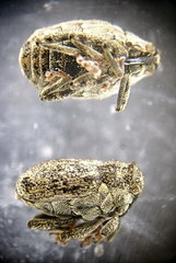 Ceutorhynchus pallidactylus