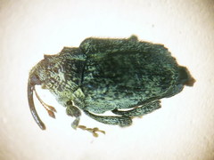 Ceutorhynchus pallidactylus