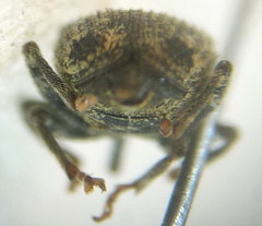 Ceutorhynchus pallidactylus