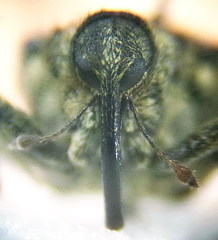 Ceutorhynchus pallidactylus