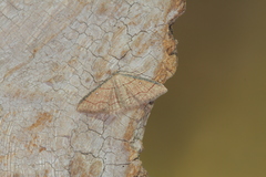 Cyclophora coecaria