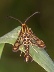 Pyropteron triannuliformis