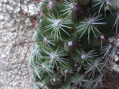 Mammillaria schumannii