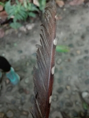 Steatornis caripensis