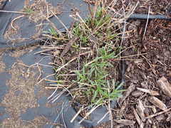 Solidago lepida salebrosa