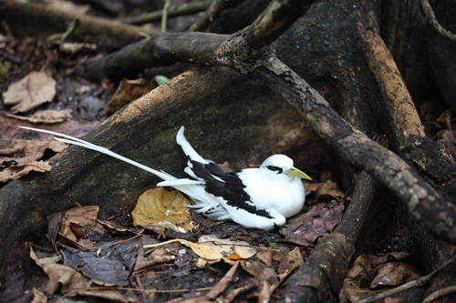 White-tailed Tropicbird