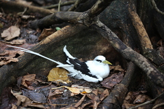 White-Tailed Tropicbird photo 4