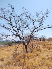 Eysenhardtia polystachya