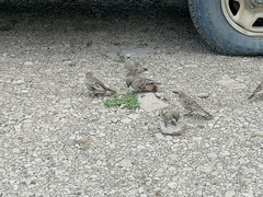 Histurgops ruficauda