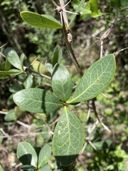 Berberis laurina