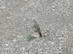 Histurgops ruficauda