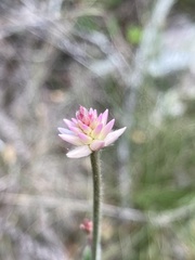 Pfaffia tuberosa