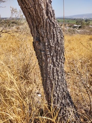 Eysenhardtia polystachya