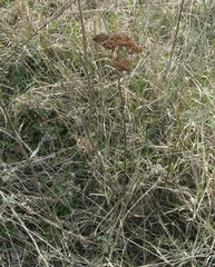 Hylotelephium maximum maximum