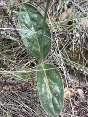 Pfaffia tuberosa