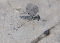 Pherocera