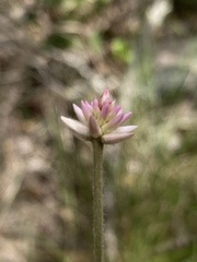 Pfaffia tuberosa