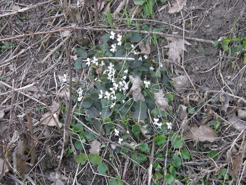 White violet (Viola alba)