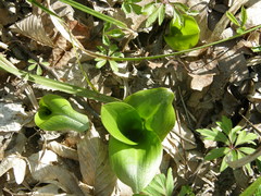 Platanthera chlorantha