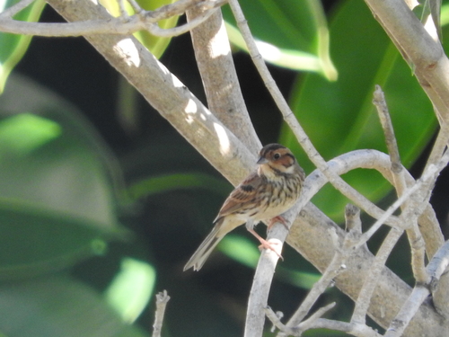 Emberiza pusilla