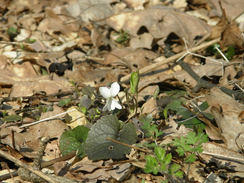 White violet (Viola alba)