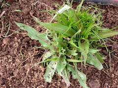 Microseris laciniata