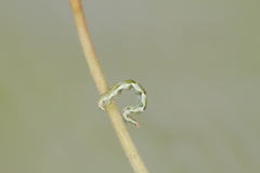 Cyclophora coecaria