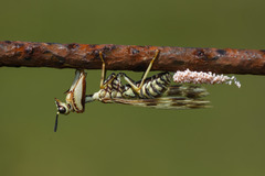 Paramantispa decorata