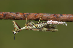 Paramantispa decorata