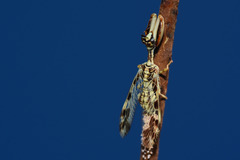 Paramantispa decorata