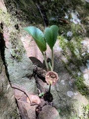 Dorstenia brasiliensis