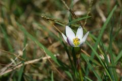 Zephyranthes minima