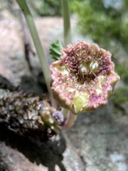 Dorstenia brasiliensis