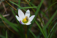 Zephyranthes minima