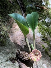 Dorstenia brasiliensis