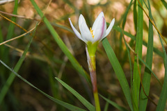 Zephyranthes minima