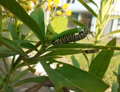 Danaus plexippus