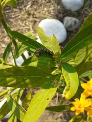 Danaus plexippus