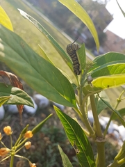 Danaus plexippus