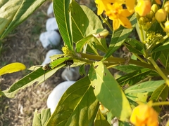 Danaus plexippus