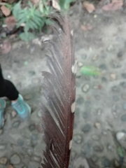 Steatornis caripensis