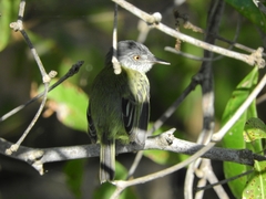 Todirostrum maculatum