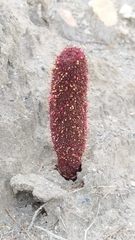 Cynomorium coccineum